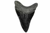 Serrated, Fossil Megalodon Tooth - South Carolina #297482-1